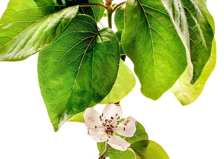 A small tree with hanging quice fruit and a close-up of the pinkish white quince flower