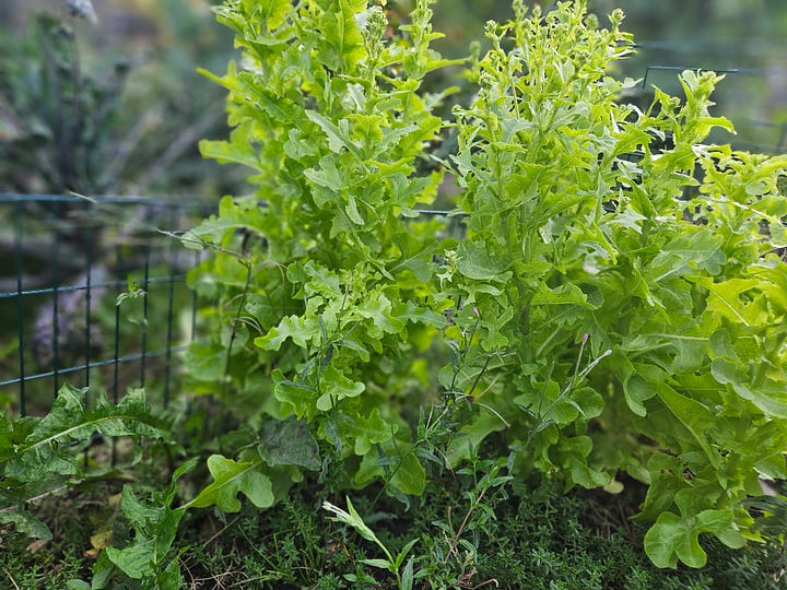 Lettuce plants and close-up photos of kale leaves