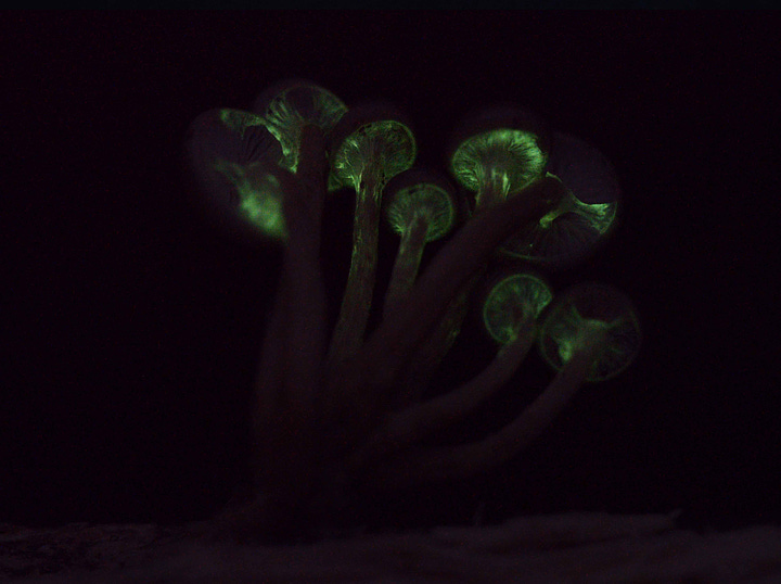 Bioluminescent Armillaria novae-zelandiae