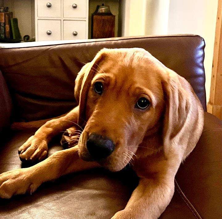 Image 1: A person in a striped shirt, smiling while holding a young brown puppy. The puppy looks directly at the camera with an inquisitive expression, set against a background of green plants. Image 2: A fox red Labrador puppy with soulful eyes is sat on a brown leather sofa looking into the camera with a beautiful expression in his face.