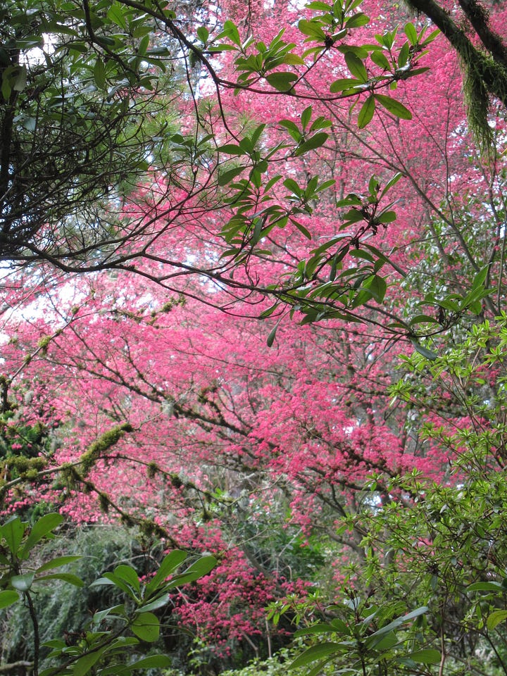 Several shots of the Deshojo Japanese maple crimson colored foliage with dark wiry branches and trunk layered over the green of the rest of the garden.