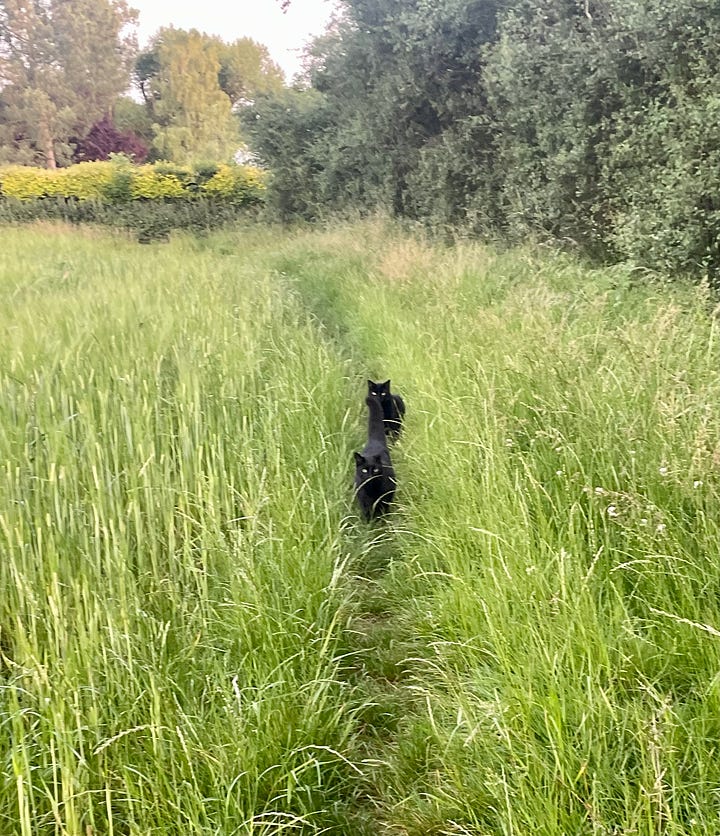 grassy walk; cats out and about
