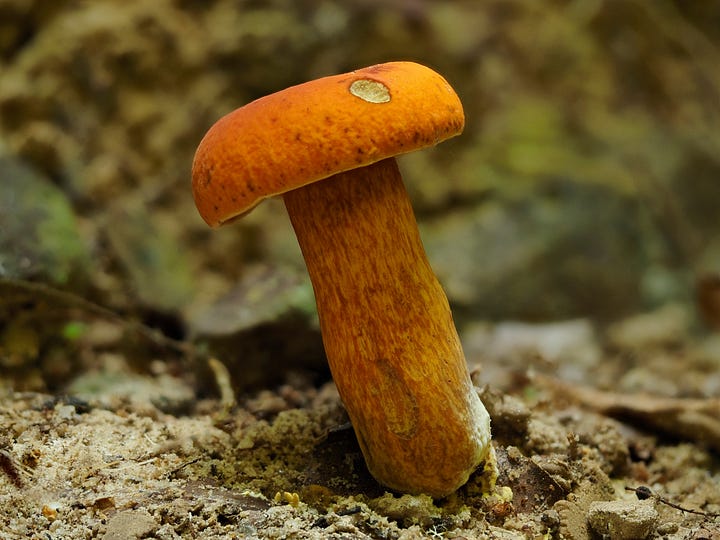 bright orange mushrooms