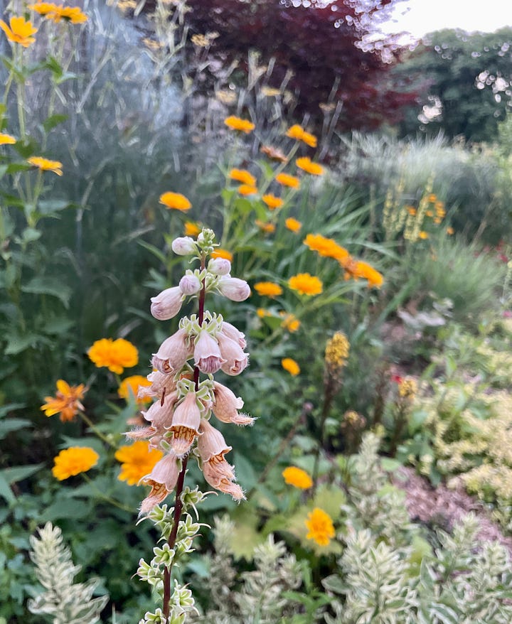 Echinacea 'Salsa Red' and Verbascum 'Christo's Yellow Lightening' and golden oregano in the Hot Border, along with chocolate-foliage Brozne fennel, Acer bloodgood, and Rusty foxglove.