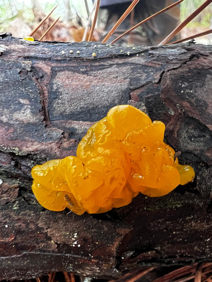 orange jelly fungus