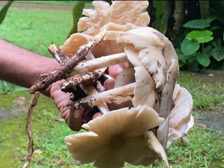 Local harvesting Termitomyces mushrooms