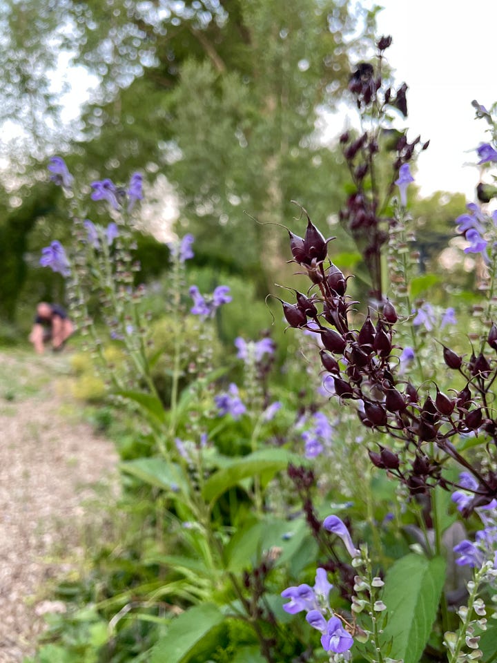 One flower I was happy to add last year is the native Blue Skullcap, Scutellaria lateriflora. 