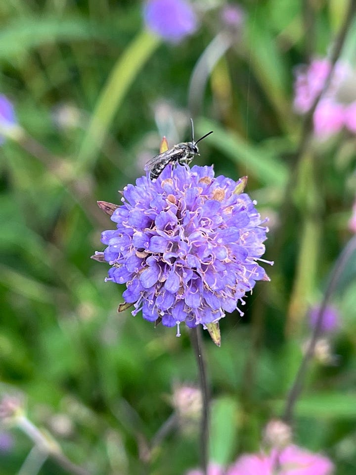 Succisa pratensis