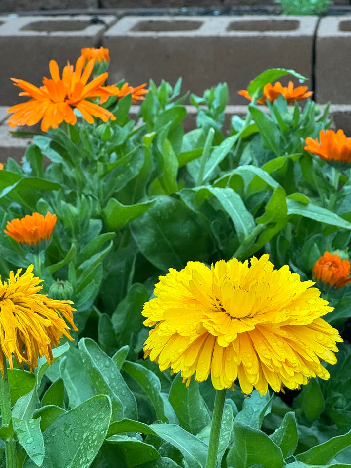 Calendula with morning dew