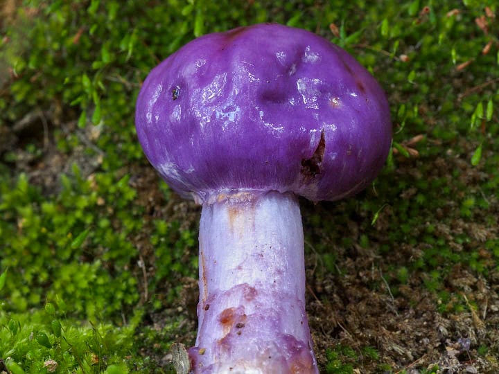Unearthing The Colorful And Bizarre Pouch Fungi Of New Zealand