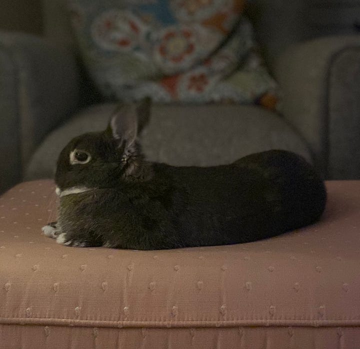 Yesterday's news litter for rabbits cheap