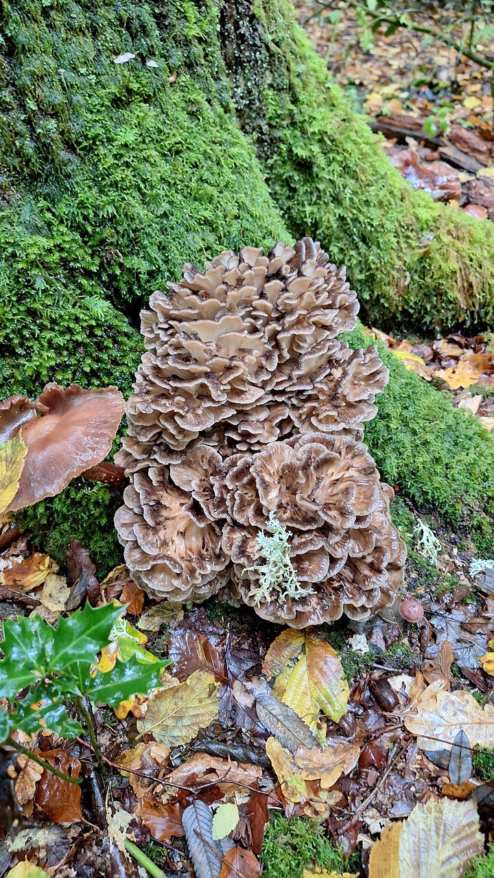 Pickled Maitake Foraging & Recipe by Kai Edwards