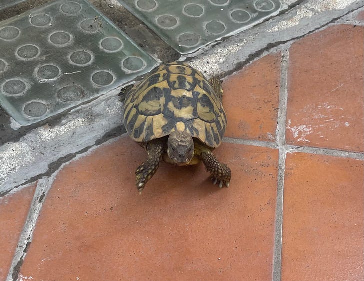 This fellow does not like me.