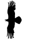Project Raven
