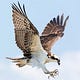 The Osprey Weekly