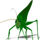 The Grasshopper