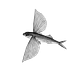 The Flying Fish