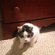 Cat Guy