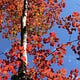 3 Birches Way