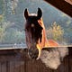 Peaceful Horse