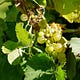 The Noble Grape