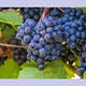 TASTE | Pacific Northwest 