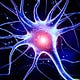 Neural NeXus