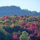 Adirondack Forests