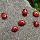 Ladybug Scrawling