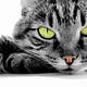 Companion Animal World