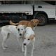 Animal Services Professionals