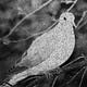 internet aviary