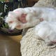 Tea, Leaves, and Toe Beans
