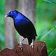 Family History Bowerbird