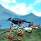 Mountain Tui