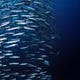 Barracuda