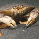 Maddog the Crab