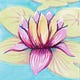 Lily Pond