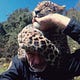 The Leopard