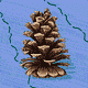 Temperate Rainforest