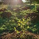 Growing In Grace