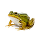 The Frog Doctrine