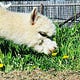 Dandelion Fields Alpaca