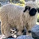 Wolves and Sheep