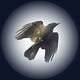 Rookery Review