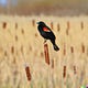 Blackbirds and Biorisks