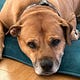 Ask Archer: Market Insights from a Dog