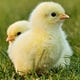Kirie’s Artist Chicken