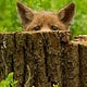 Foxy Fox Blog 