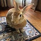 Lagomorpha